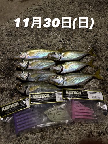 アジの釣果