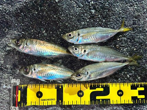 小名浜港市場前