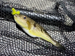 フグの釣果