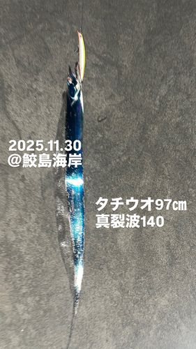 タチウオの釣果