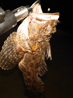 トウベツカジカの釣果