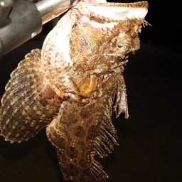 トウベツカジカ