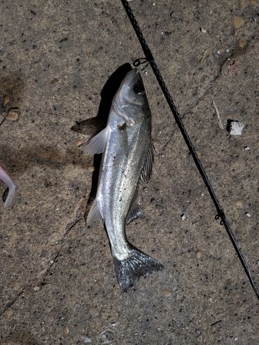 セイゴ（マルスズキ）の釣果