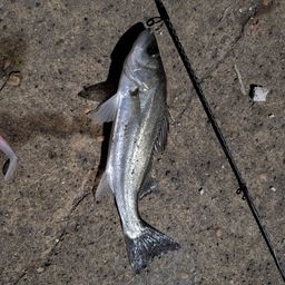 セイゴ（マルスズキ）