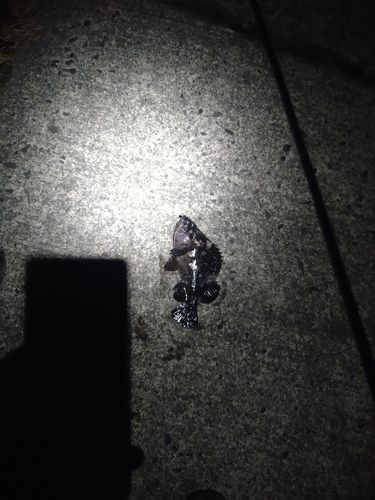 クロソイの釣果