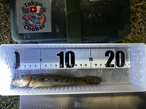 豊洲ぐるり公園