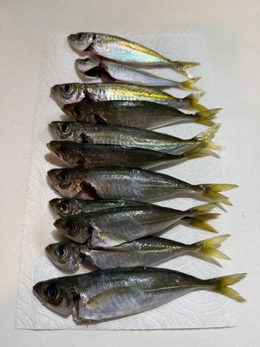 アジの釣果