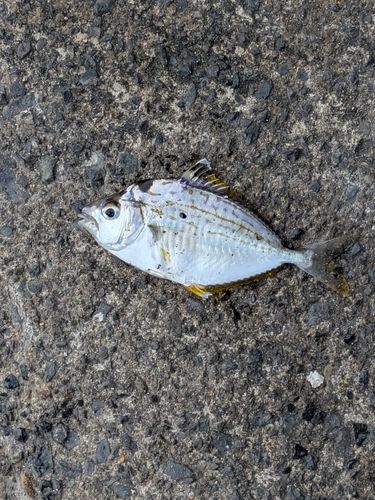 ヒイラギの釣果