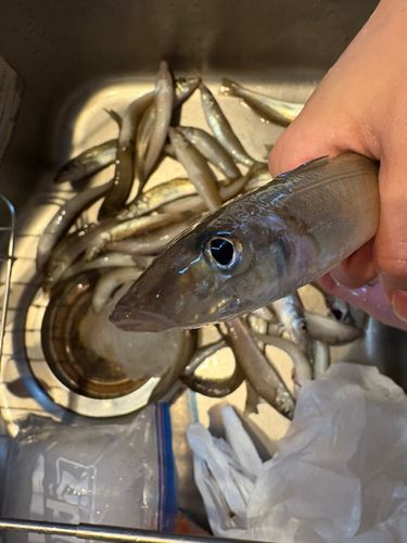 黒島（新居浜）