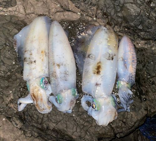 アオリイカの釣果