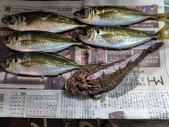 アジの釣果