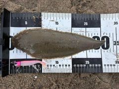 シタビラメの釣果