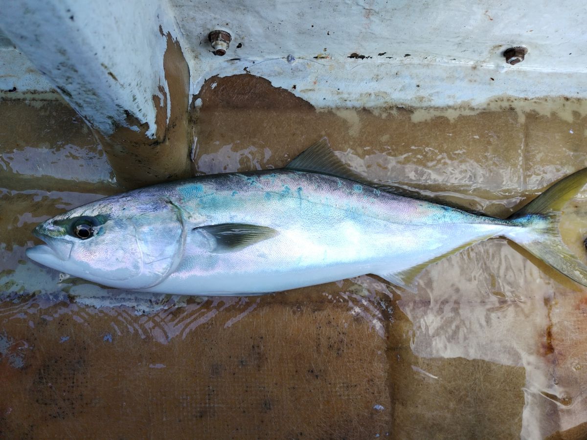 タニクーヤー。さんの釣果 2枚目の画像