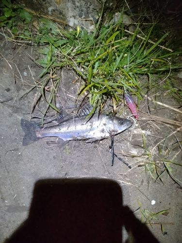 セイゴ（マルスズキ）の釣果