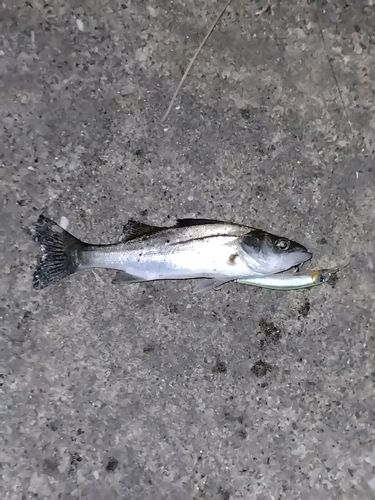 セイゴ（マルスズキ）の釣果