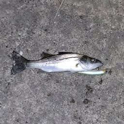 セイゴ（マルスズキ）