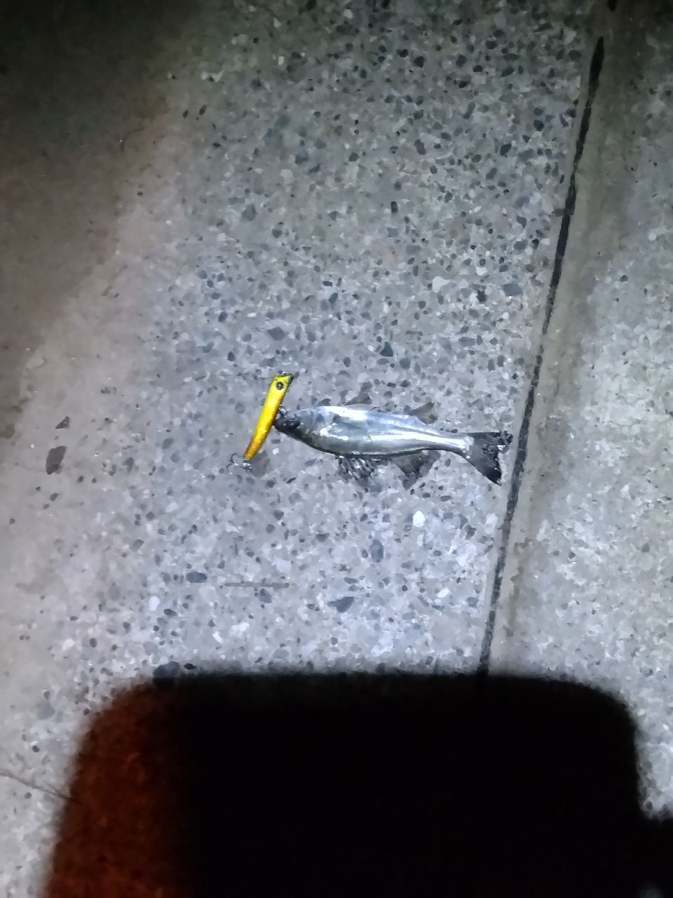 セイゴ（マルスズキ）