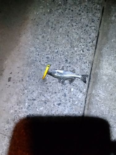 セイゴ（マルスズキ）の釣果