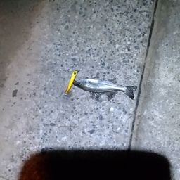 セイゴ（マルスズキ）