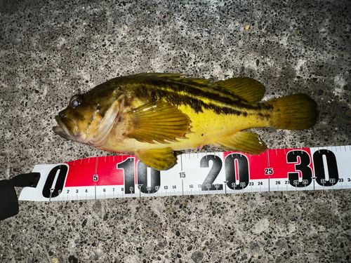 シマゾイの釣果