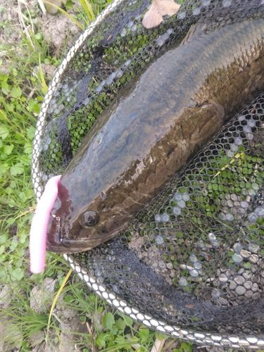 ライギョの釣果