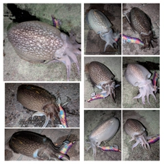 シリヤケイカの釣果