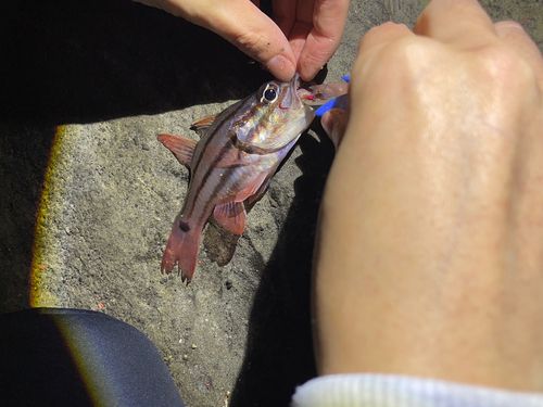 キンギョの釣果