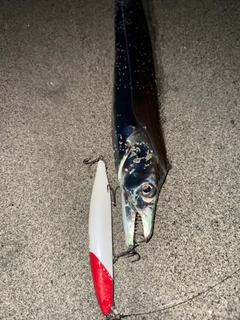 タチウオの釣果