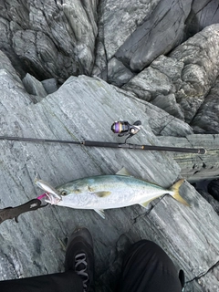 ヤズの釣果
