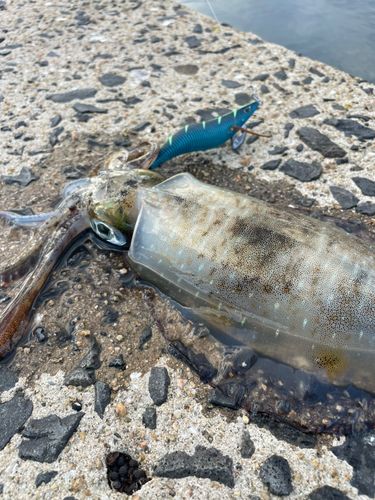アオリイカの釣果