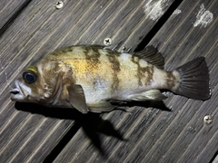 シロメバルの釣果