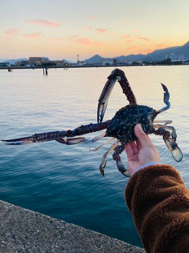 タイワンガザミの釣果