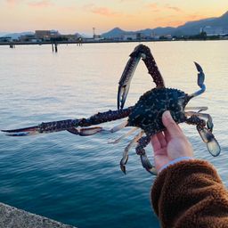 タイワンガザミ