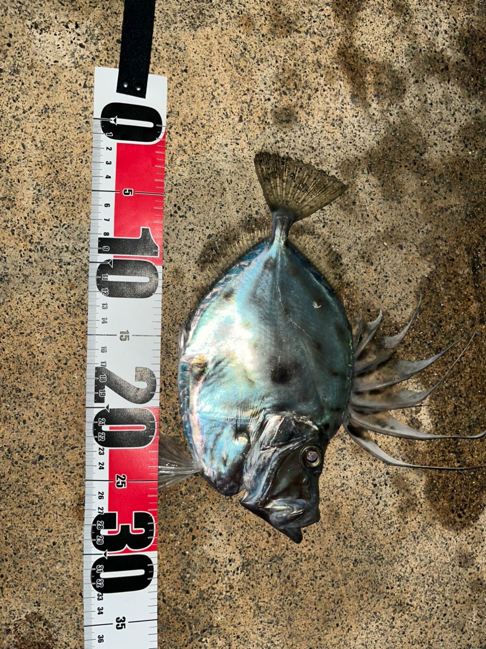 AbuGarcia クロスフィールド XRFC-654ML-BF-MBの最安値・インプレ