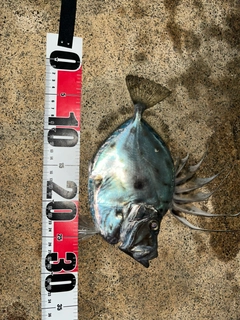 カガミダイの釣果