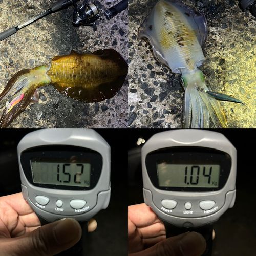 アオリイカの釣果