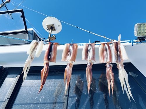 スルメイカの釣果