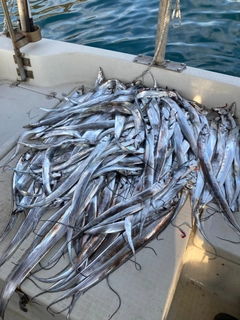 タチウオの釣果