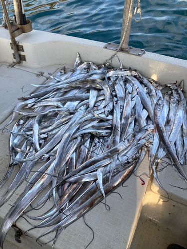 タチウオの釣果