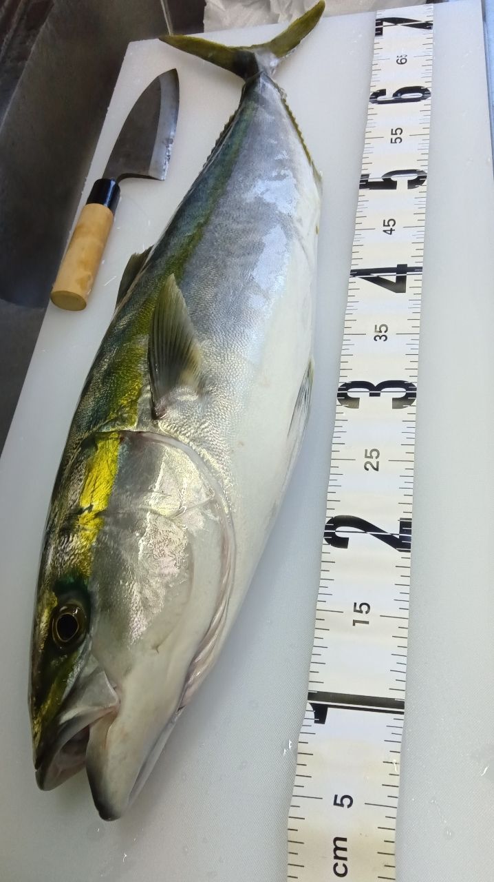 白鹿さん🦌@ 鹿児島さんの釣果 2枚目の画像