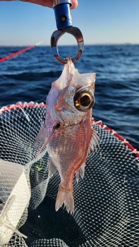 シロムツの釣果