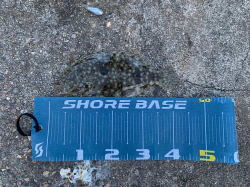 ガンゾウビラメの釣果