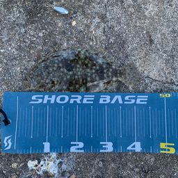 ガンゾウビラメ