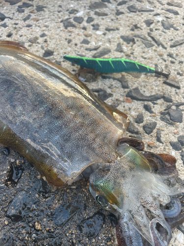 アオリイカの釣果
