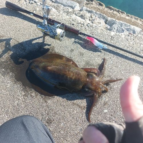 アオリイカの釣果