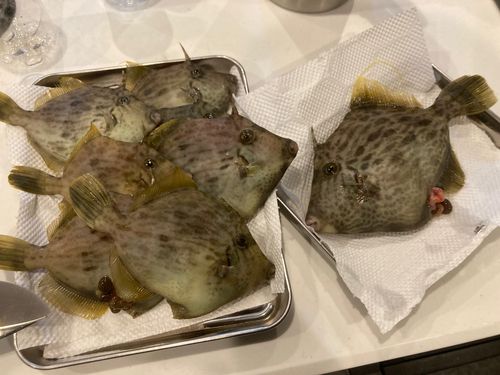 カワハギの釣果