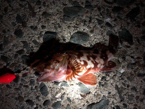 カサゴの釣果