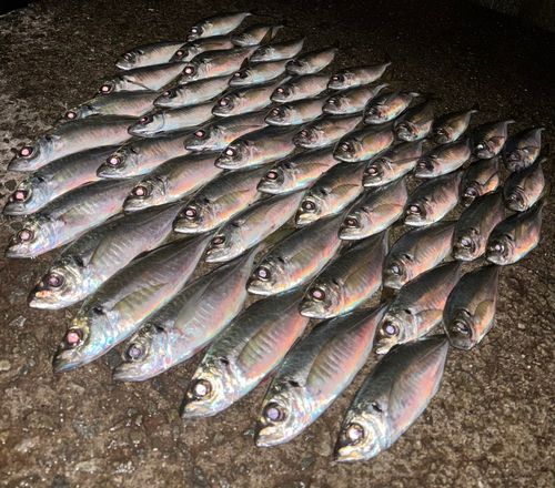 アジの釣果