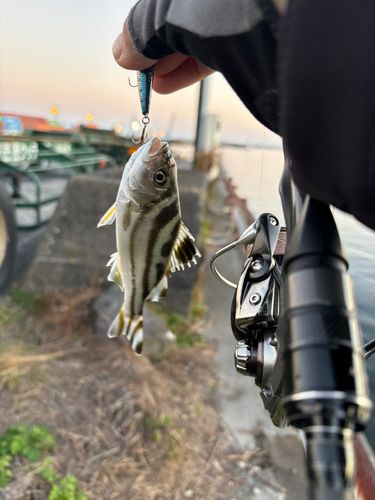 コトヒキの釣果