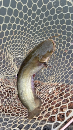 ナマズの釣果